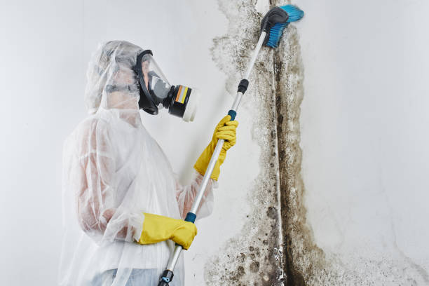Best Fast Mold Removal  in Bedford, OH