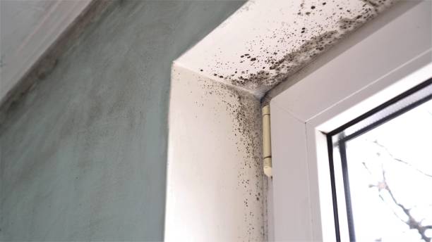 Best Professional Mold Removal  in Bedford, OH