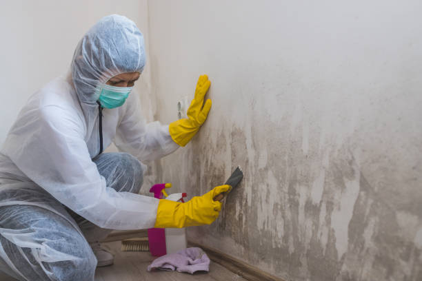 Certified Mold Removal in Bedford, OH