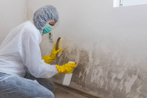Best Attic Mold Removal  in Bedford, OH