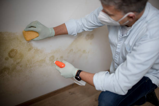 Best Mold Damage Repair  in Bedford, OH