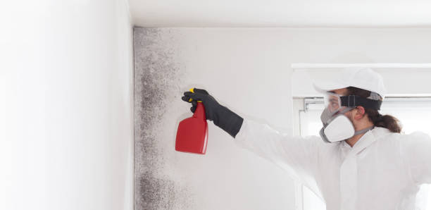 Best Affordable Mold Removal  in Bedford, OH