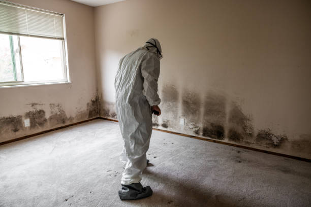 Best Mold Remediation  in Bedford, OH