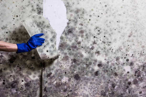 Best Black Mold Removal  in Bedford, OH