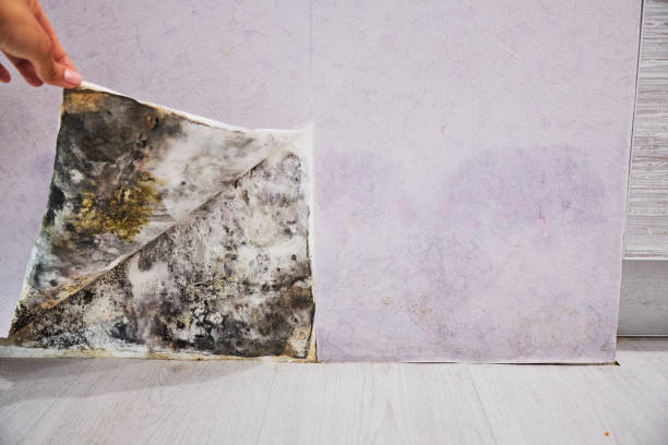 Best Toxic Mold Removal  in Bedford, OH